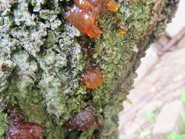 Acacia karroo gum and bark