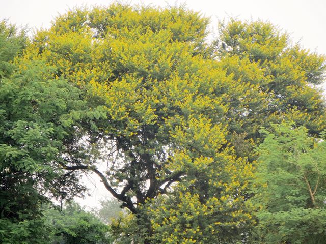 Acacia karroo in flower