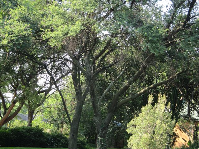 Acacia karroo in garden