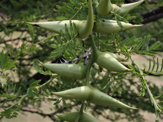 Acacia leuderitzii Swartbas string of swollen thorns