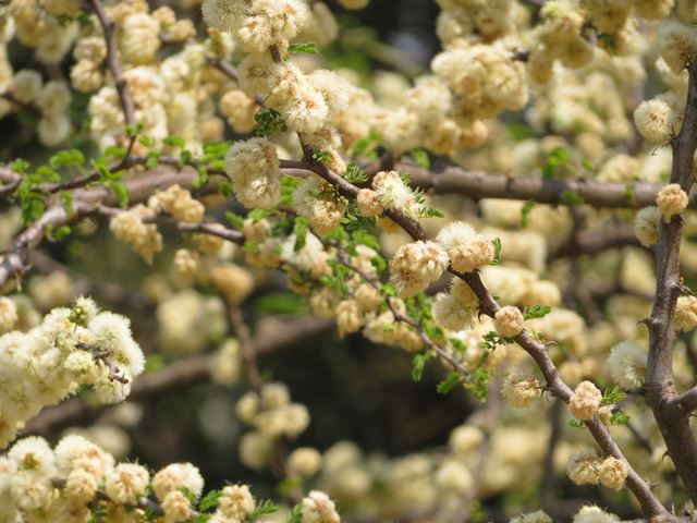 Acacia mellifera Nectar and pollen indigenous tree