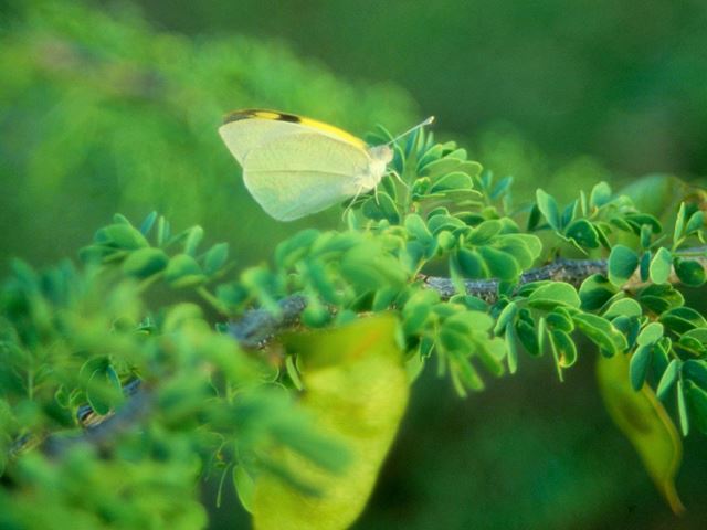 Acacia mellifera butterfly