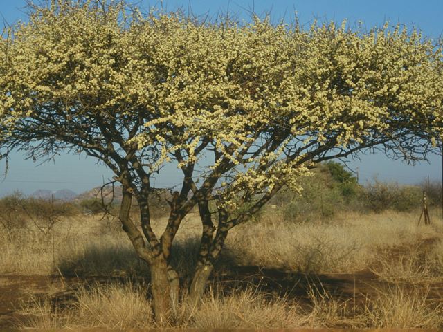 Acacia mellifera tree 1