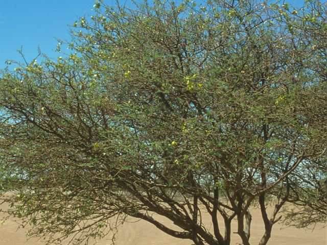 Acacia mellifera tree 2