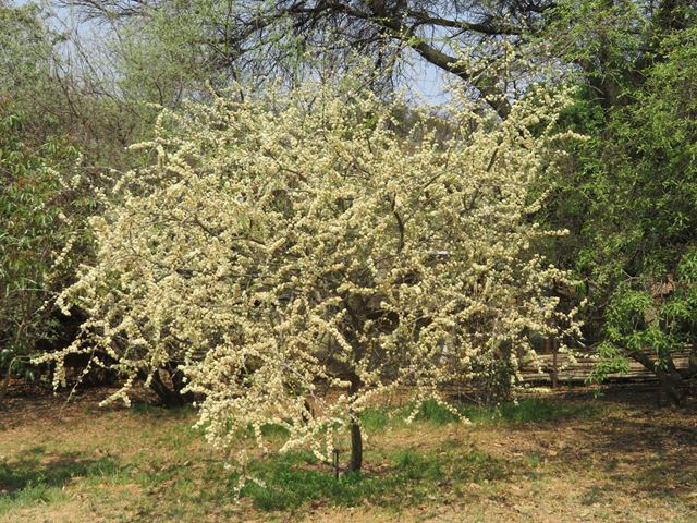 Acacia mellifera white flowers