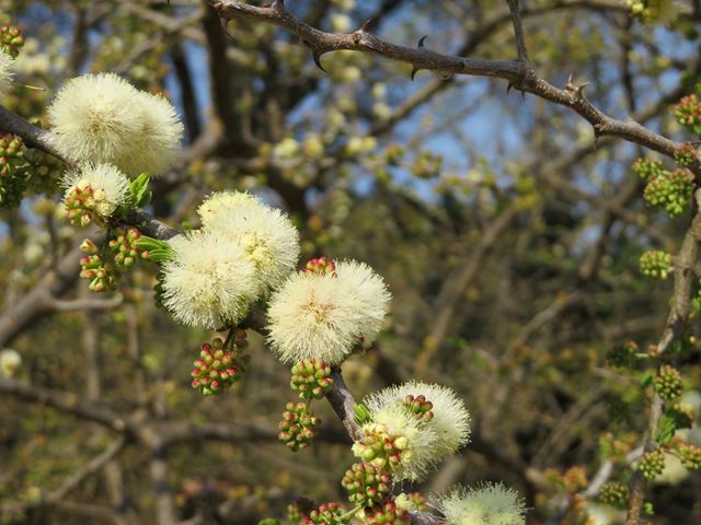 Acacia mellifera white puffball inflorescence