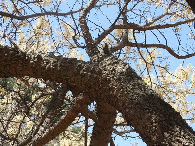 Acacia nigrescens Knobthorn Bark