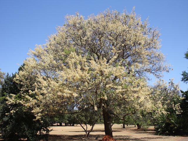 Acacia nigrescens Knobthorn in flower
