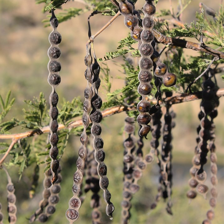 Acacia Nilotica Scented Pod Acacia Lekkerruikpeul Motsha Umnqawe Mogohlo Isithwetwe Umncawe