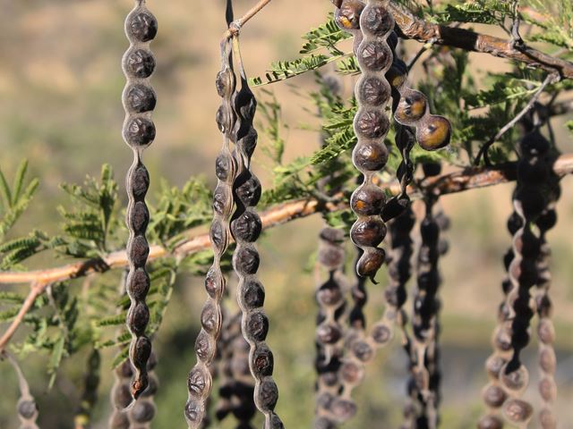 Acacia nilotica Scented Thorn seed pods