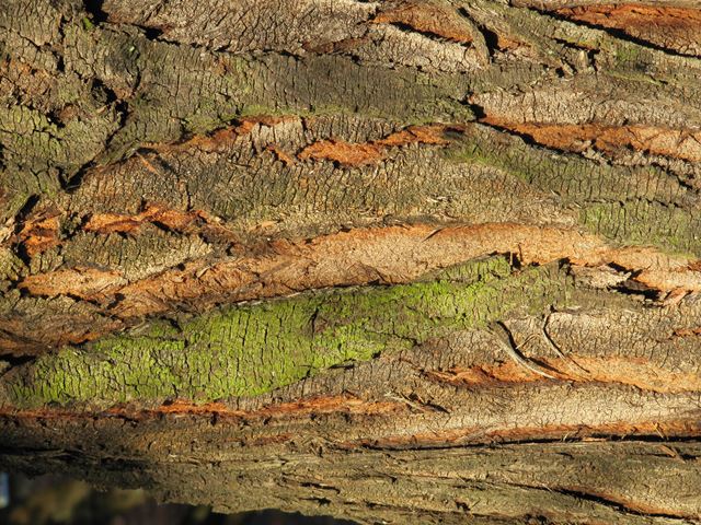 Acacia rehmaniana bark