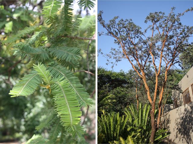 Acacia rehmaniana best thorn trees for gardens