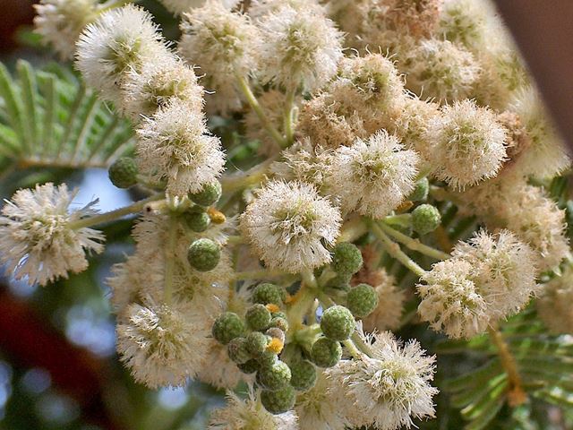 Acacia rehmaniana flowers