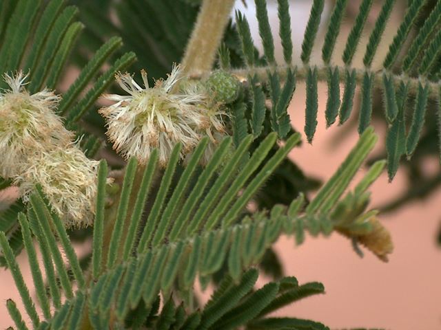 Acacia rehmaniana hairy flowering stem and leaf stalk