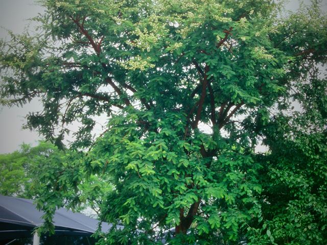 Acacia rehmaniana tree 1