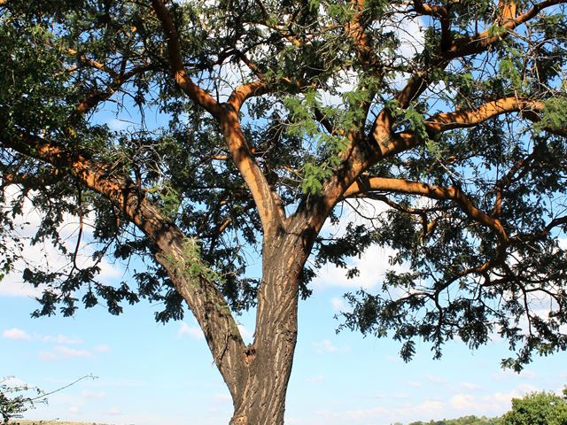 Acacia rehmaniana tree 2