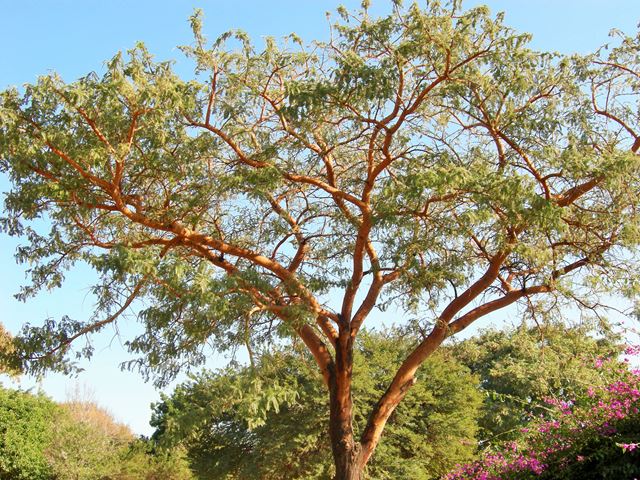 Acacia rehmaniana tree 3