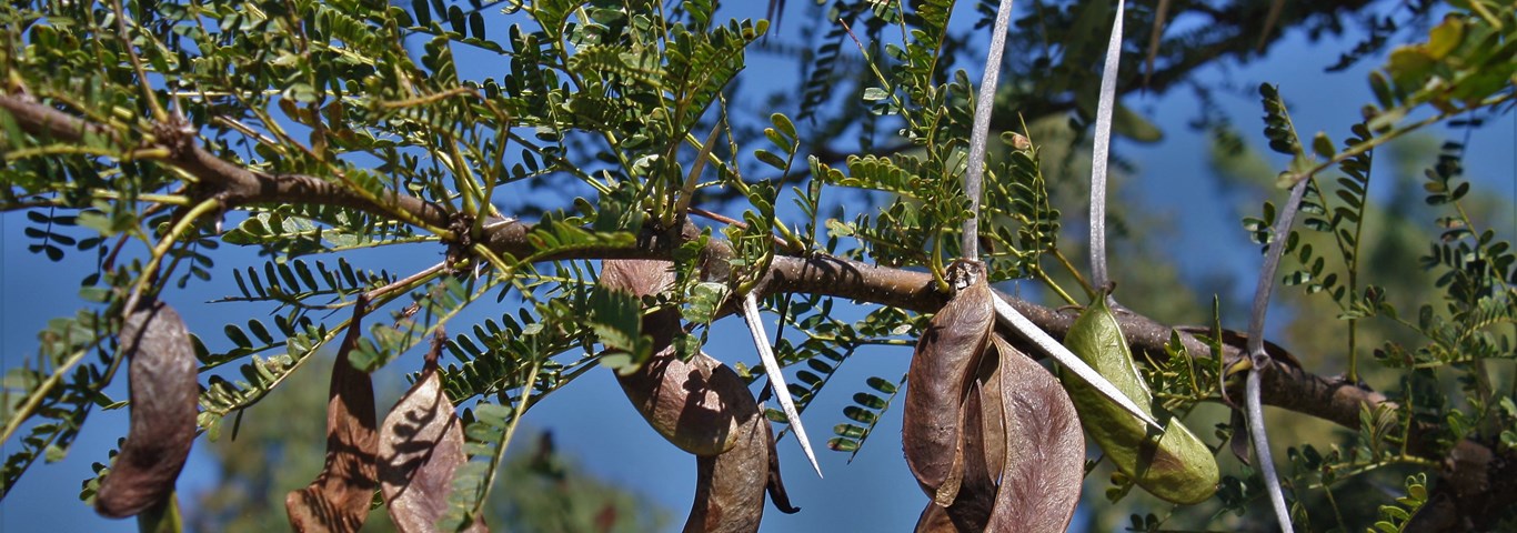 Acacia robusta subsp robusta