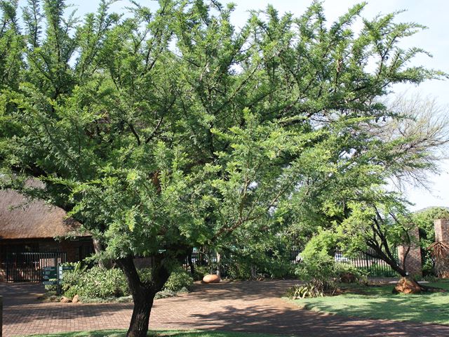 Acacia robusta thorn tree