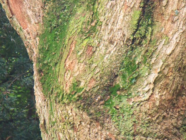 Acacia sieberiana Bark 1