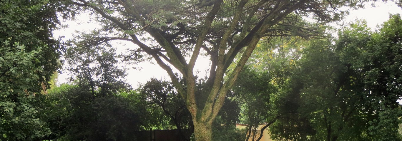 Acacia sieberiana woodii