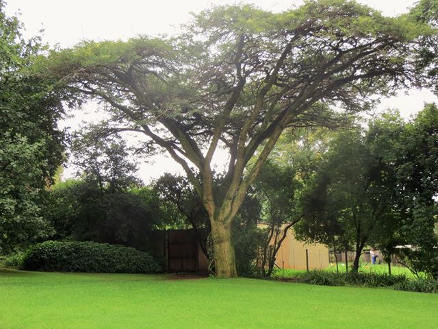 Acacia sieberiana Tree 2