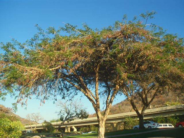 Acacia sieberiana Tree 3