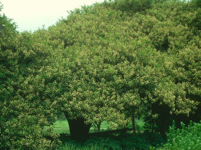Acacia sieberiana Tree Flowers 1