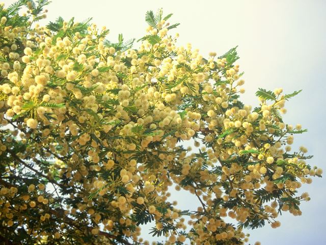 Acacia sieberiana Tree Flowers 2