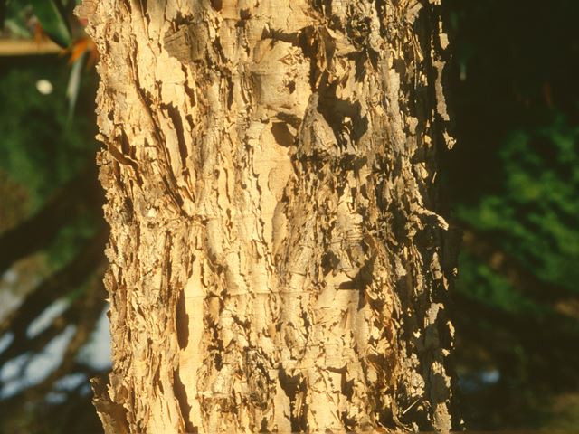 Acacia sieberiana bark 2