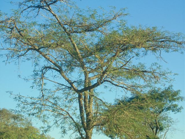 Acacia sieberiana tree 1