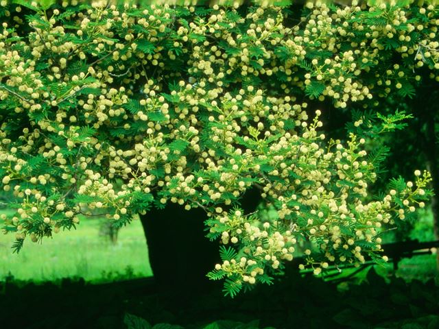 Acacia sieberiana tree flowers 3