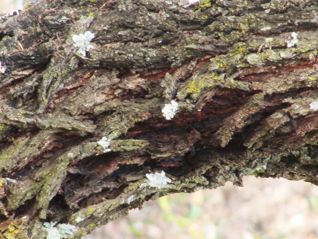 Acacia tortilis tree bark 1