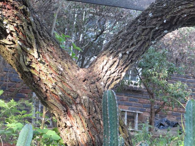 Acacia tortilis tree bark 2