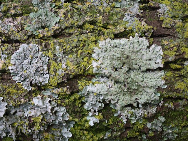 Acacia tortilis tree bark lichen