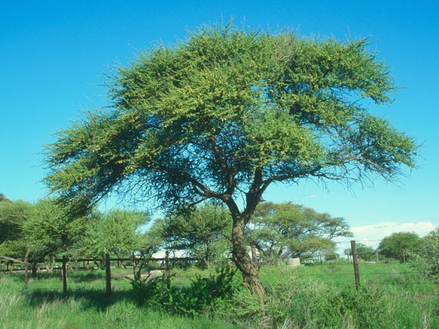Acacia tortilis tree