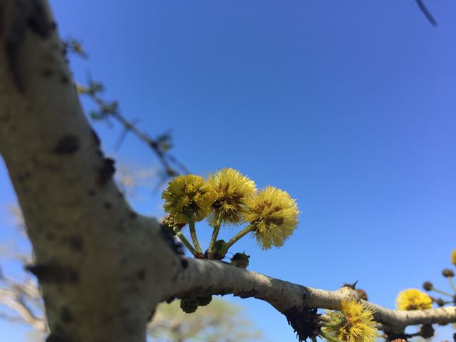 Acacia xanthophloea Fever tree flowers for pollinating insects