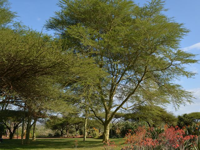 Acacia xanthophloea House Senekal hjb