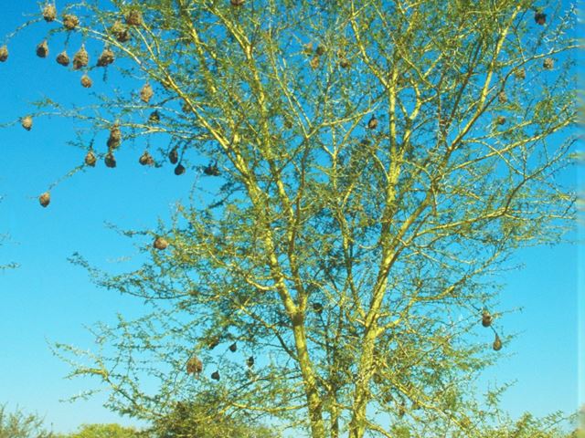 Acacia xanthophloea tree 1