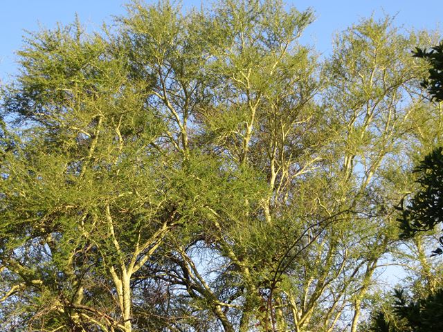 Acacia xanthophloea tree 2