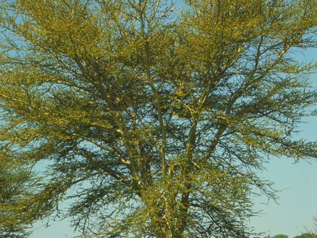 Acacia xanthophloea tree 4