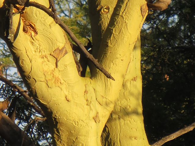 Acacia xanthophloea tree bark