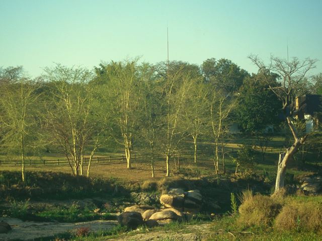 Acacia xanthophloea tree landscape 4