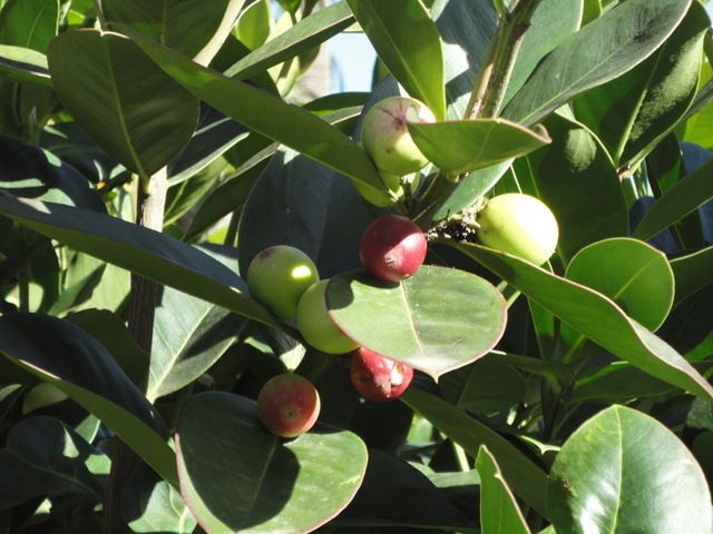 Acokanthera oppositifolia fruit