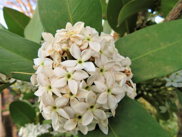 Acokanthera oppositifolia white flowers
