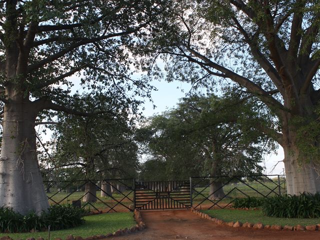 Adansonia digitata Baobab man planted avenue on farm