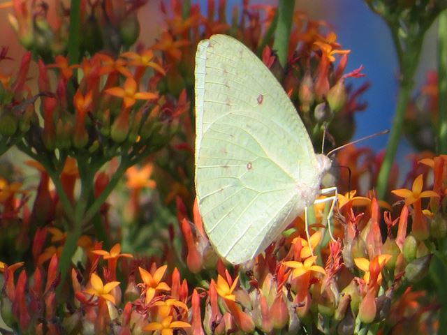 African migrant butterfly on Kalanchoe rotundifolia