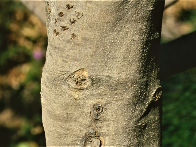 Afrocanthium gilfillanii grey bark