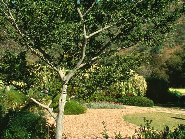 Afrocanthium gilfillanii small tree