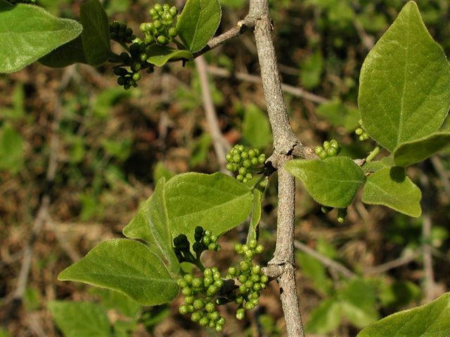 Afrocanthium gilfillanii velvety leaves